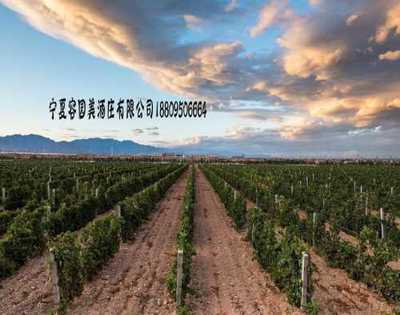 寧夏哪里有酒莊_口碑好酒莊聯系電話_葡糖酒酒莊