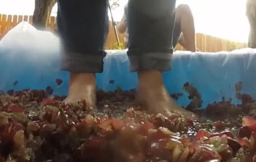 用腳踩出來的葡萄酒更高級(jí) 看完制作過程,網(wǎng)友直呼 不想喝了