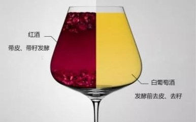 阿聰選酒告訴你是什么讓白、紅葡萄酒變得如此不同