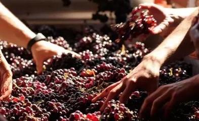 從葡萄酒加工視角，解析高端紅酒與低端紅酒的根本區(qū)別